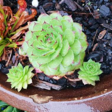 Sempervivum 'Tectorum'