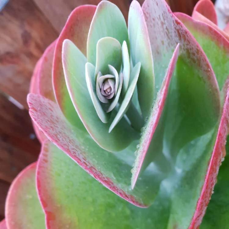 plant image 1020033
