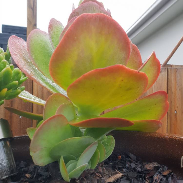 plant image 1020468