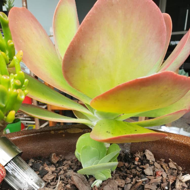 plant image 963280