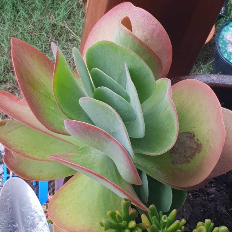 plant image 977228