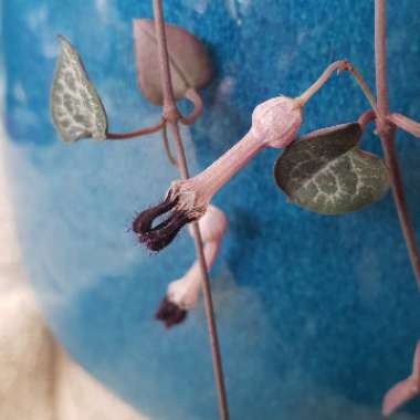 Ceropegia linearis subsp. Woodii