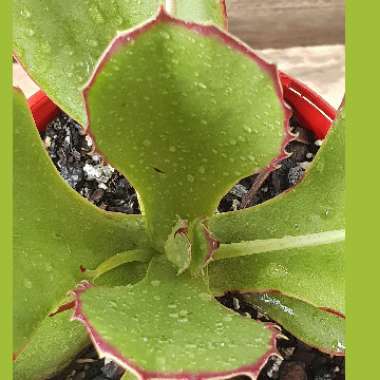 Kalanchoe 'Synsepala'
