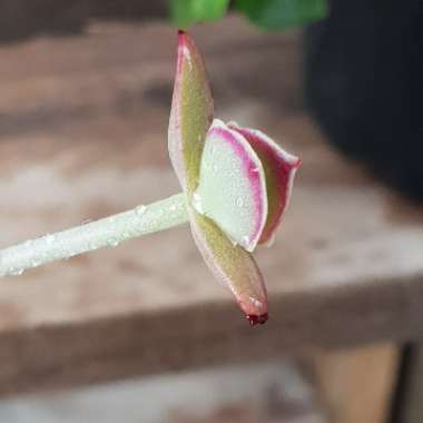 Kalanchoe 'Synsepala'