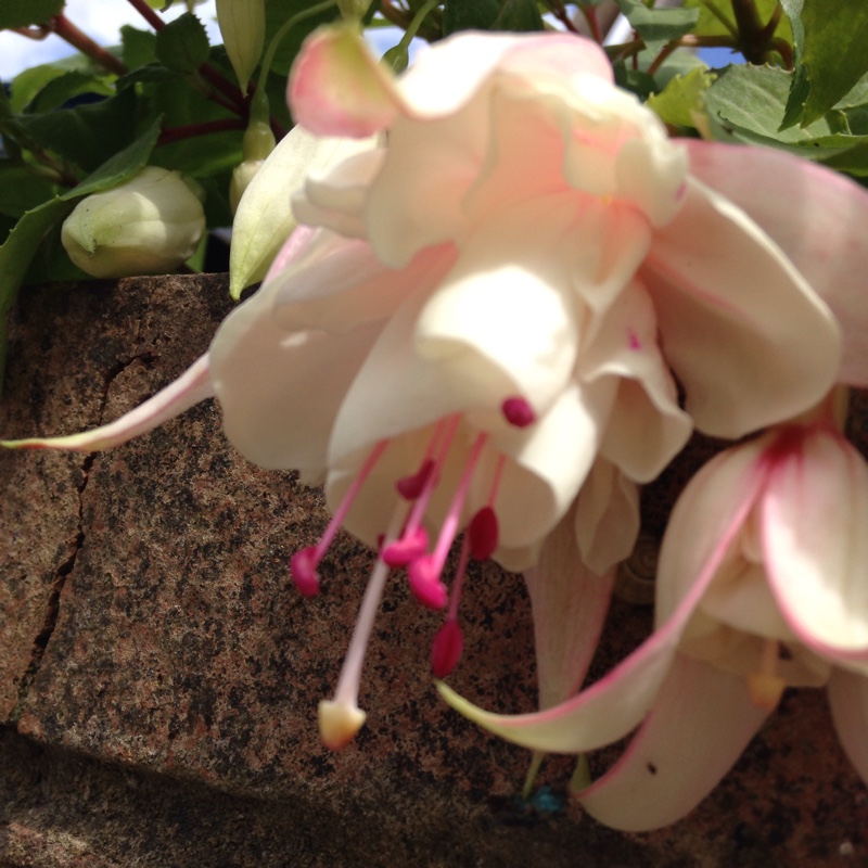 Teresa's garden