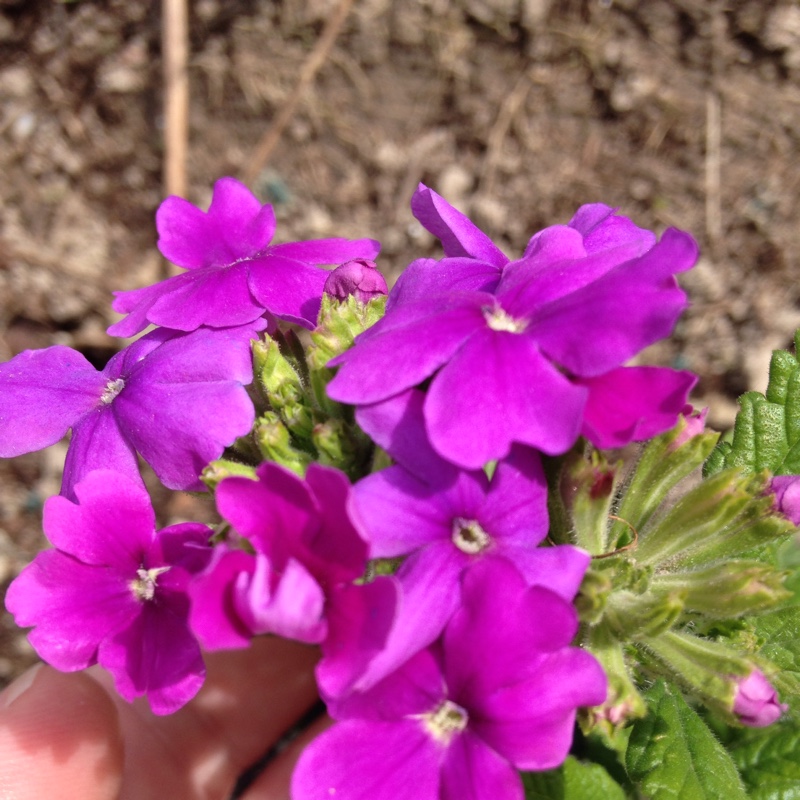 Teresa's garden