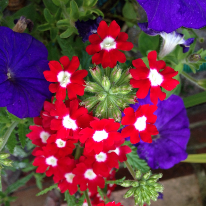 Teresa's garden
