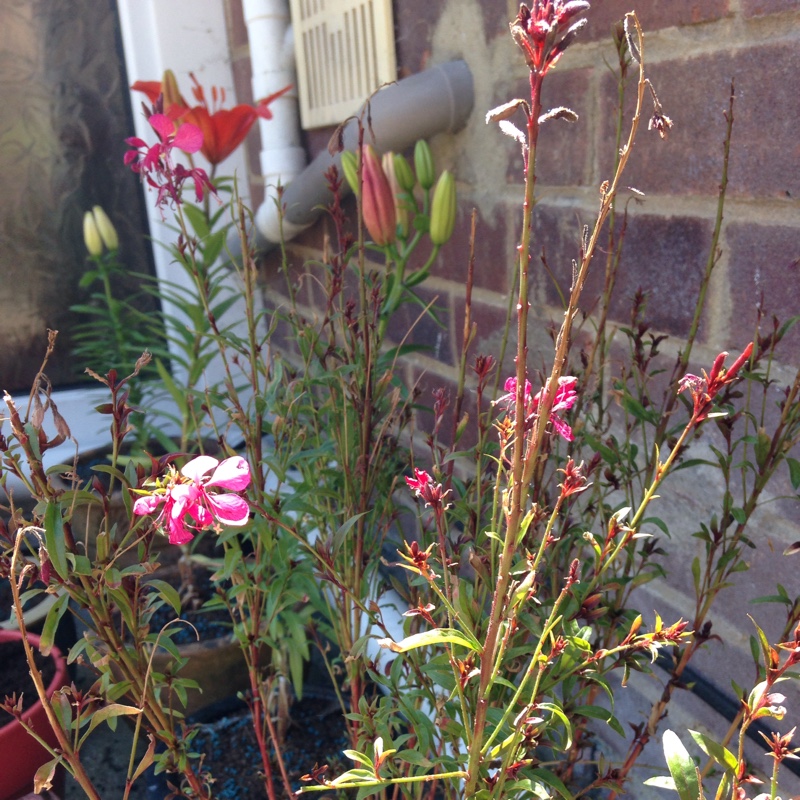 Teresa's garden