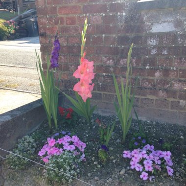 Teresa's garden