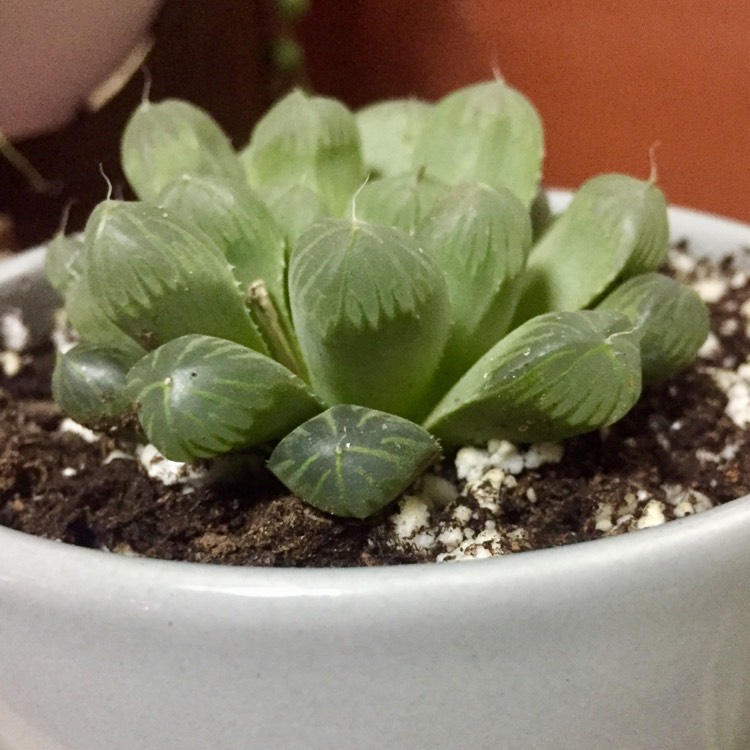 plant image 556834