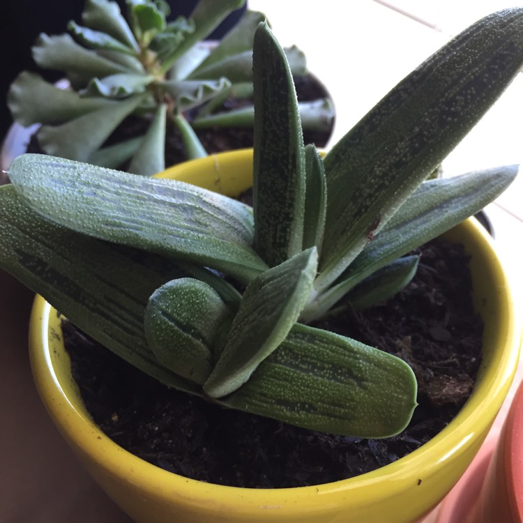 plant image 556848