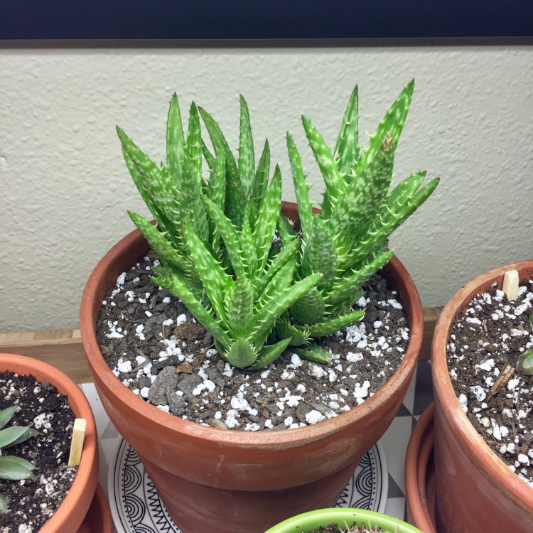 plant image 563618