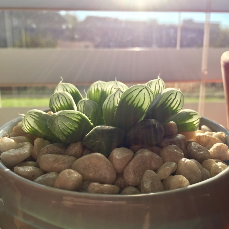 plant image 565472