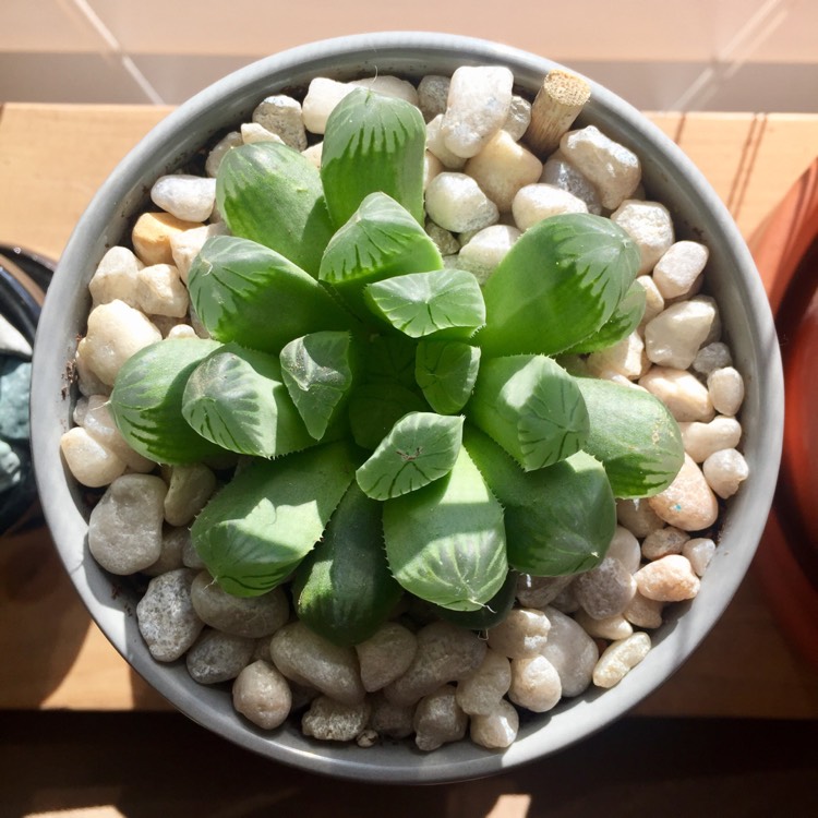 plant image 565489