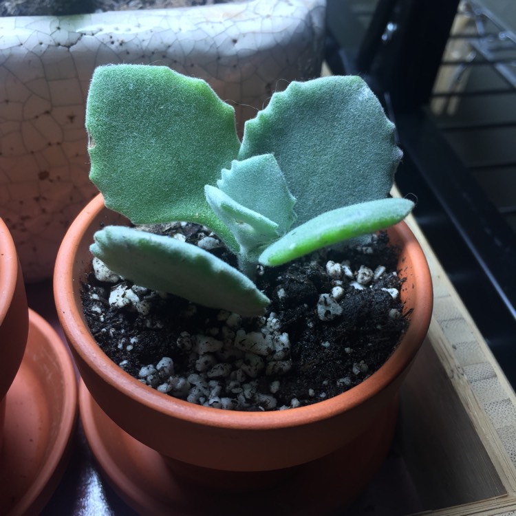 Plant image Kalanchoe millottii