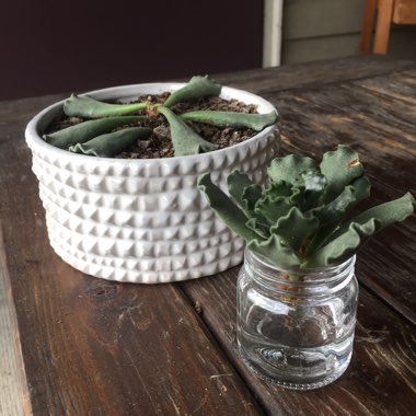 Adromischus cristatus