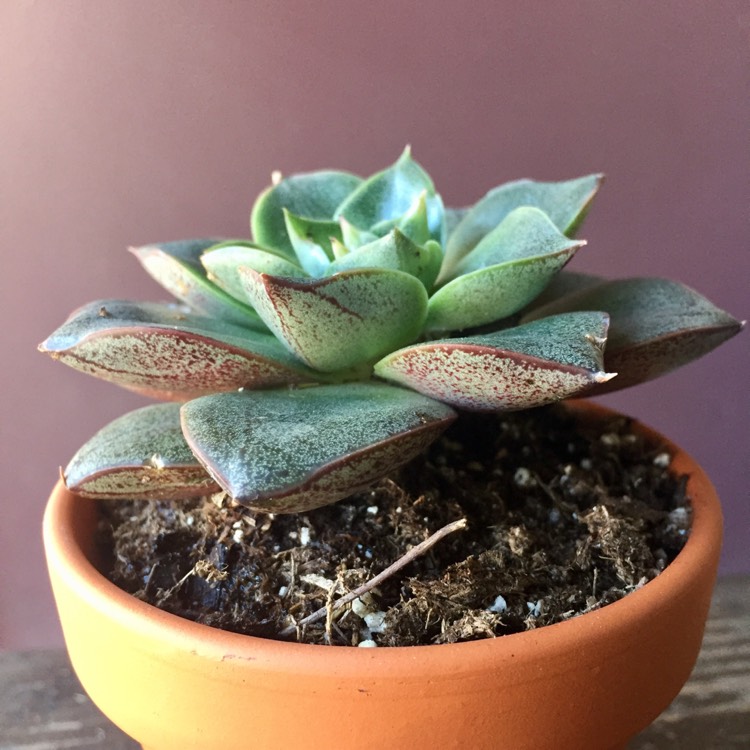 plant image 584556