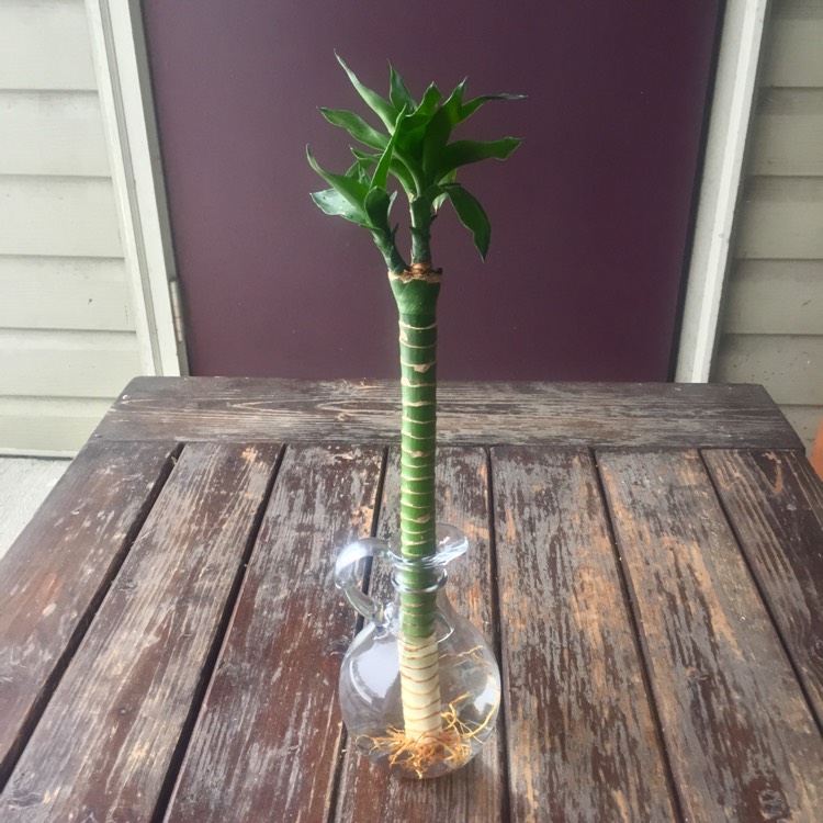 Plant image Dracaena compacta