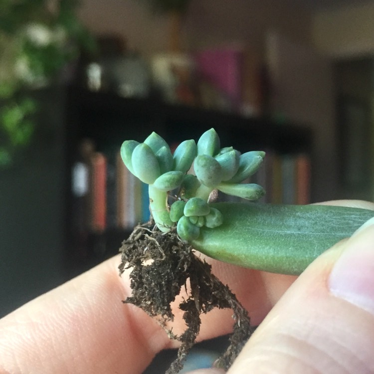 plant image 596769