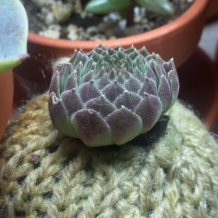 plant image 596828