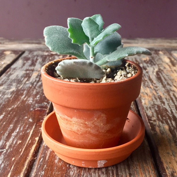 plant image 600914