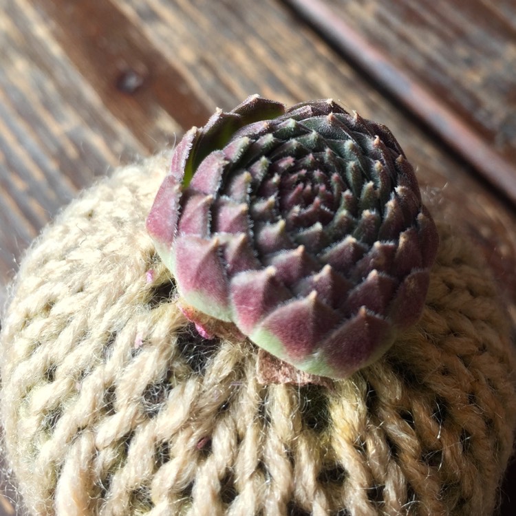 plant image 601002