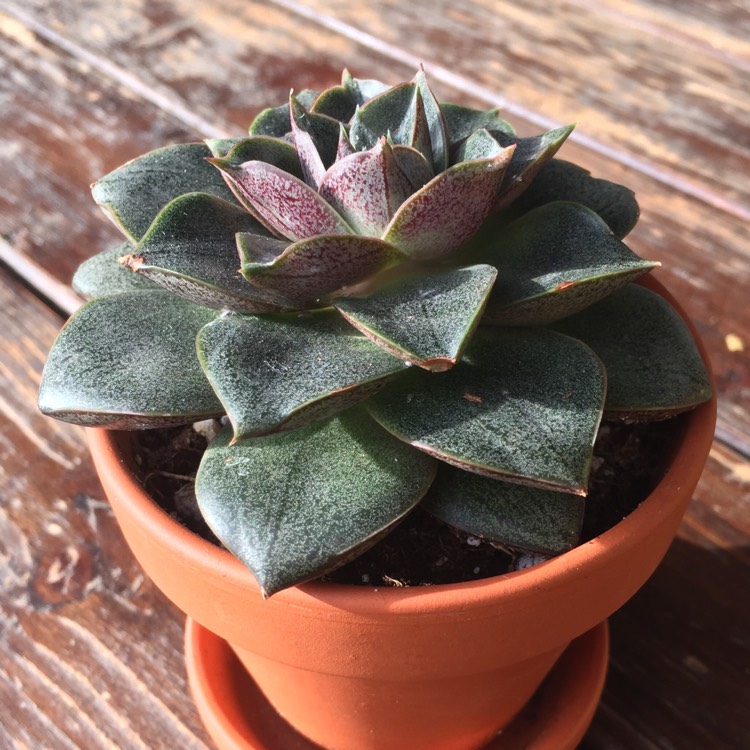 plant image 601308