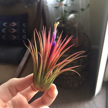 Tillandsia ionantha var. ionantha