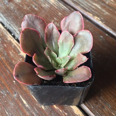 Echeveria Painted Frills