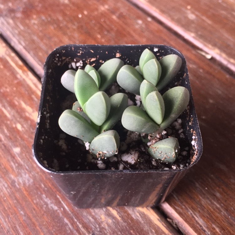 plant image 617591