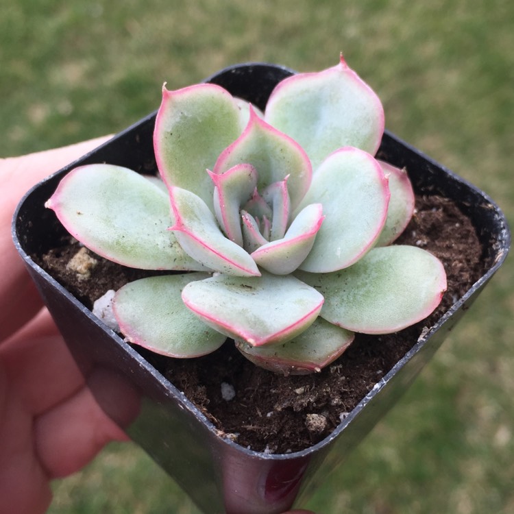 plant image 624264 plant image 624264