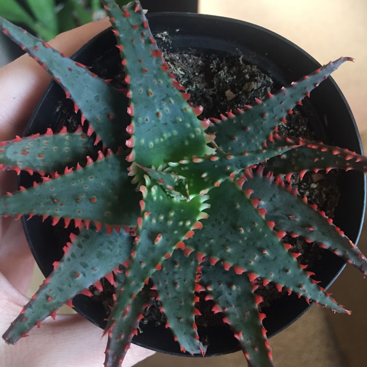 plant image 635594
