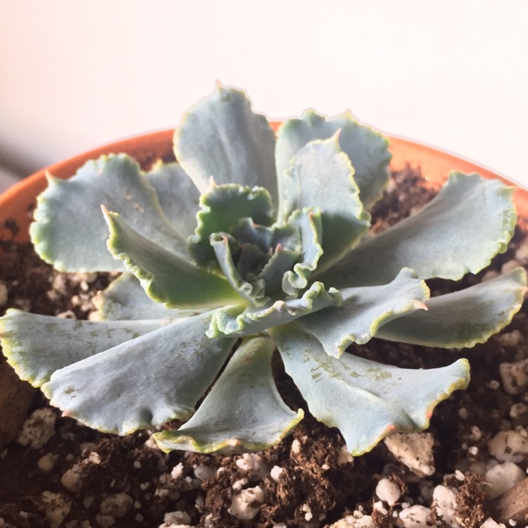 plant image 655158