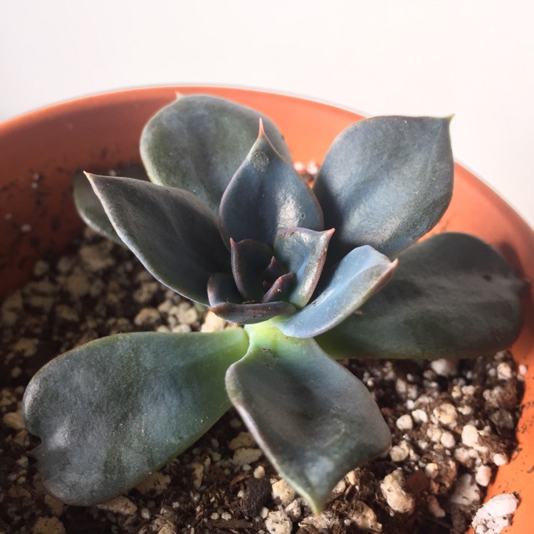plant image 655159 plant image 655159