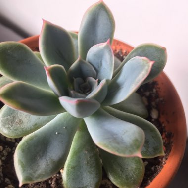 Echeveria Alfred