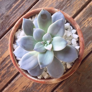 Graptopetalum Superbum