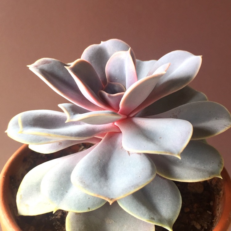 plant image 683030 plant image 683030