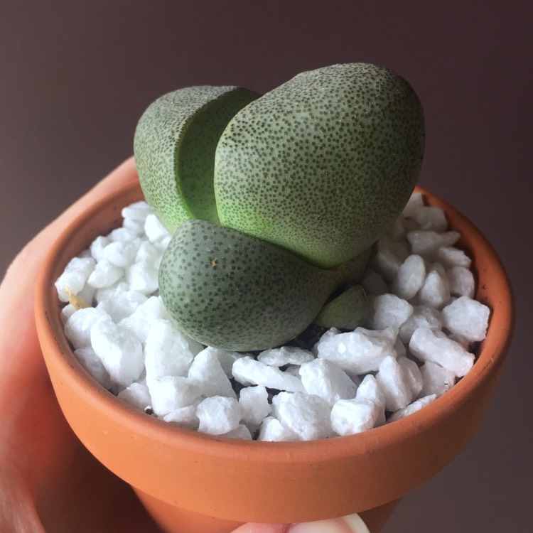 plant image 683948