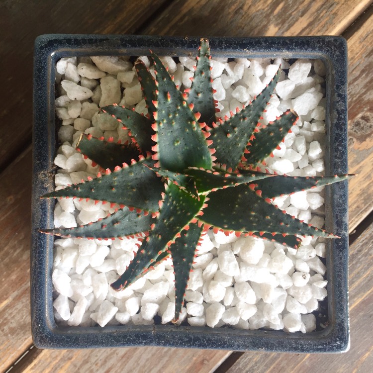 plant image 683953
