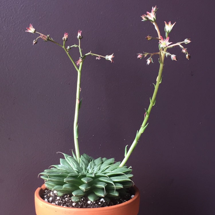 plant image 683958