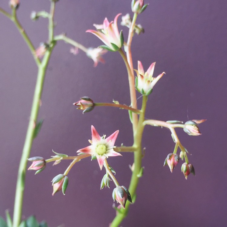 plant image 683960