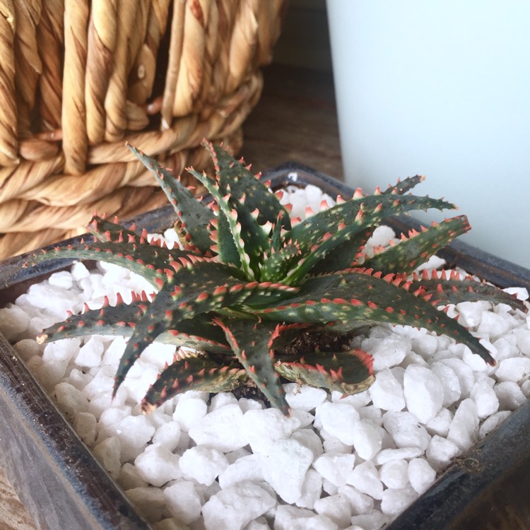 plant image 684150