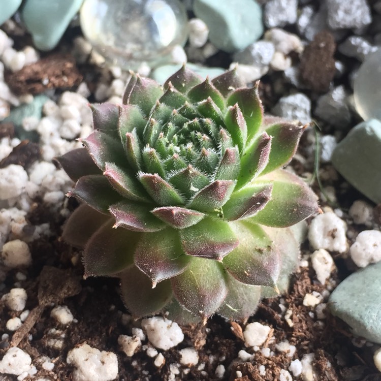 plant image 684223