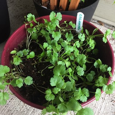 Coriandrum sativum