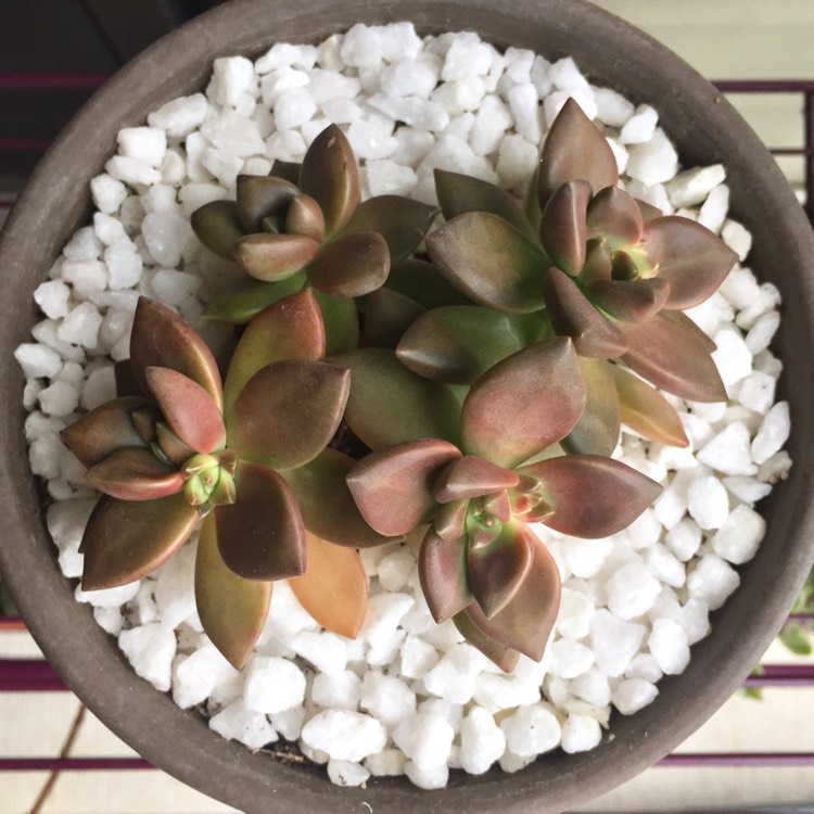 Plant image x Graptosedum California Sunset