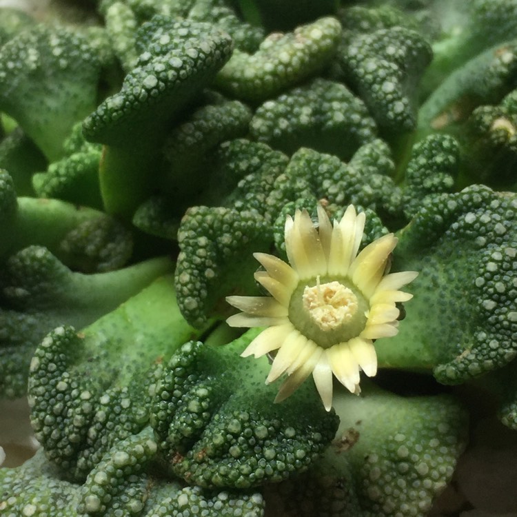 Plant image Titanopsis Calcarea (Living Jewel)