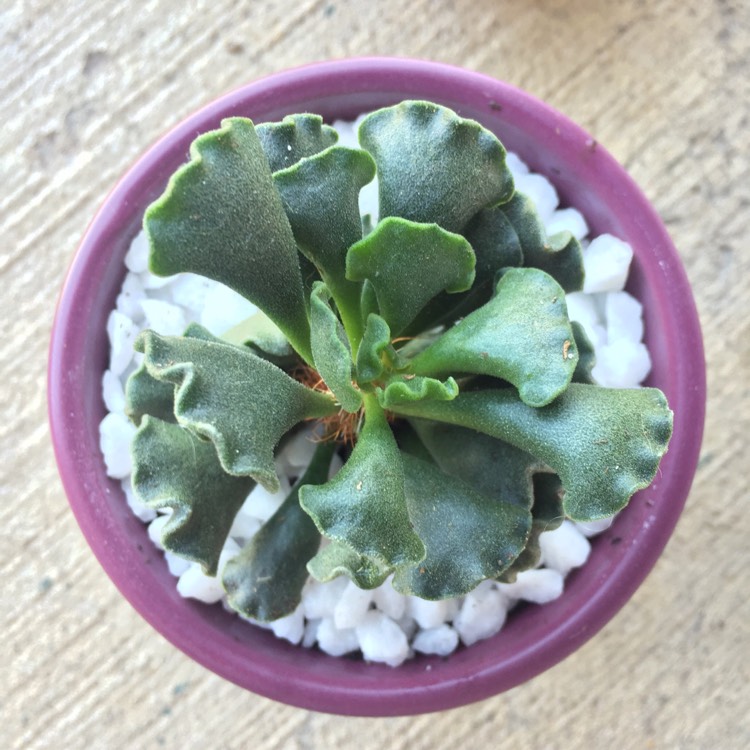 Plant image Adromischus cristatus