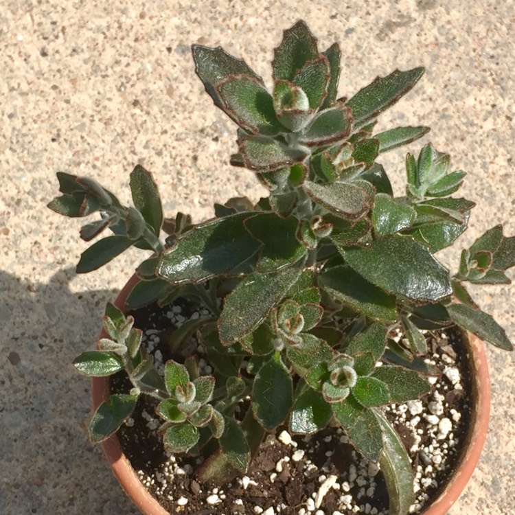 plant image 716804 plant image 716804