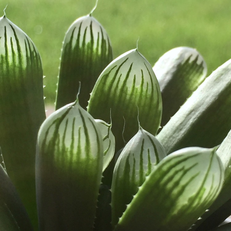 plant image 717972