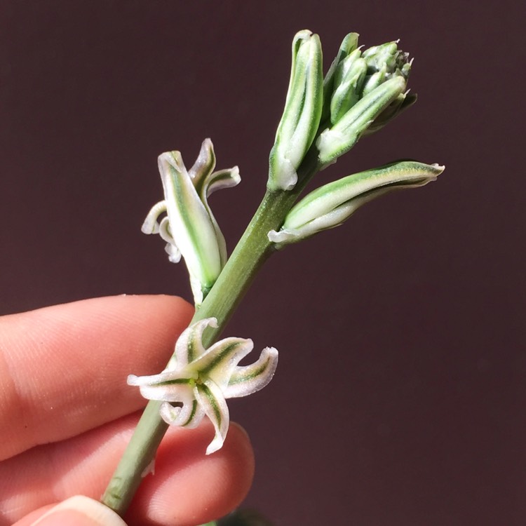 plant image 717976